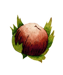 Hand drawn watercolor painting hazelnut on white background. Isolated 
