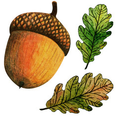 Watercolor hand painted illustration autumn oak leaves and acorn. Isolated on white background. Perfect for wrapping paper, wallpaper, textile. Autumn season.