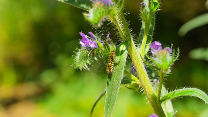 butterfly larva on the flower