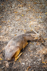 Sambar Deer or Rusa Unicolor in the Thailand's Zoo Lay Down on the Ground.