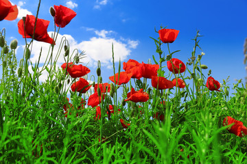 Obraz premium poppies blooming in the wild meadow 