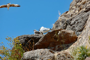 M&ouml;wen Sardinien Castelsardo 