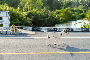 Two Homeless Stray Dogs on the Asphalt Street in Thaiand.