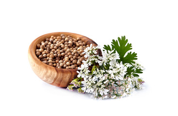 Coriander seeds in wooden bowl isolated on white background. Coriander fresh and dry.