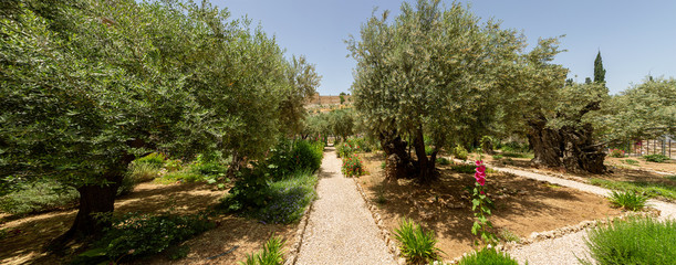 Garden of Gethsemane 2
