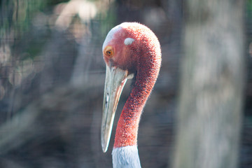 Close up head shot of sarus crane (Antigone antigone antigone).