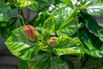 plant pests aphids on buds of plant Hibiscus (Hibiscus rosa sinensis)