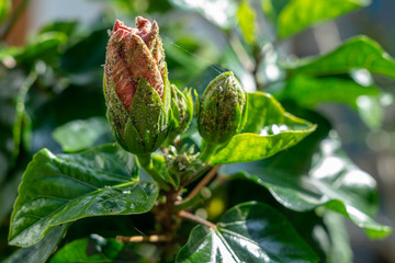 plant pests aphids on buds of plant flower Hibiscus (Hibiscus rosa sinensis)
