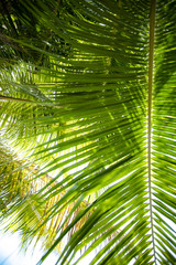 Obraz na płótnie Canvas Palm leaves branch