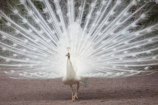 wei&szlig;er Pfauenhahn - Pfau