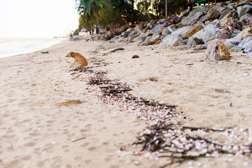 Brown Stray Dog on the Beach at the Evening.