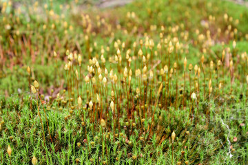 flowering moss in the forest on a Sunny day