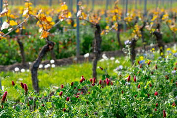 field vines ecological viticulture in summer, rheinhessen, rhineland-palatinate, germany