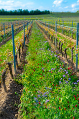 Fototapeta na wymiar field vines ecological viticulture in summer, rheinhessen, rhineland-palatinate, germany