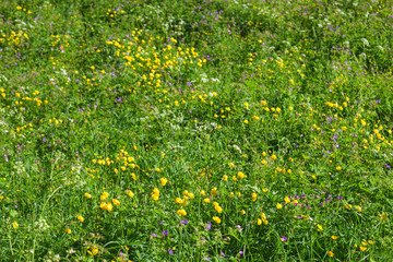 Wildflowers in the meadow