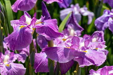 菖蒲　堀切菖蒲園　東京都葛飾区