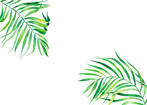 Background frame in watercolor style. Exotic coconut leaves. Natural print. Bright green tropical frame for greeting cards, web design. © Anna