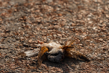 Dead bird. Road wars - death of a Shrike. The killing of a bird. Death from the car. The red-backed shrike (Lanius collurio) is a carnivorous passerine bird and member of the shrike Laniidae.