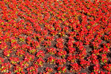 Blühende Primeln, blumenbeet