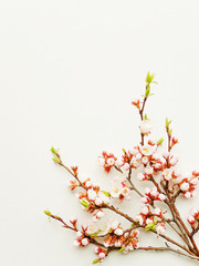 Apricot blossom on white