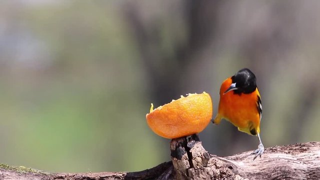 Male Northern Baltimore Oriole (Icterus galbula) eating an orange on a sunny spring day.
