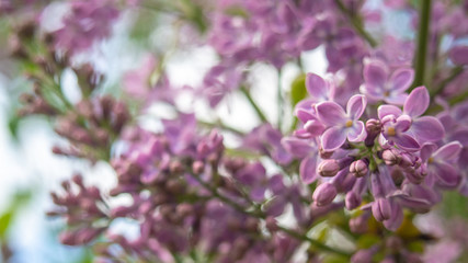 Lilac flowers close up. Horizontal banner.