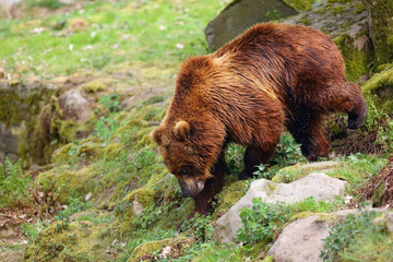 The mainland grizzly (Ursus arctos horribilis) portait of the big female bear.