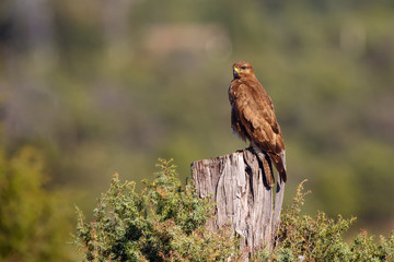 The common buzzard (Buteo buteo)  sitting on the branch with green background.