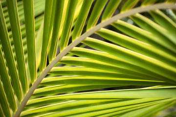 Palm leaves branch