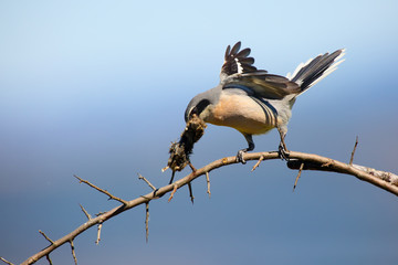 The great grey shrike (Lanius excubitor), known as the northern shrike or  Iberian grey shrike (Lanius meridionalis) sitting on the branch with prey with blue background. Shrike with mouse.