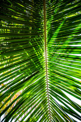 Fototapeta premium Palm leave branch from Indoneisa