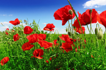 poppies blooming in the wild meadow