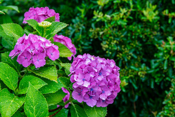 アジサイの花
