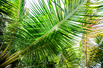 Obraz na płótnie Canvas Palm leave branch from Indoneisa