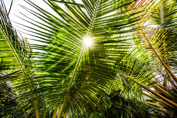 Fototapeta premium Palm leave branch from Indoneisa