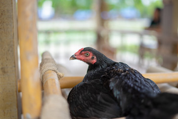 close up on a black hen feathers 