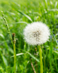 lonely white dandelion on a green meadow