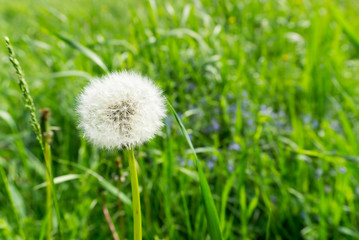 lonely white dandelion on a green meadow