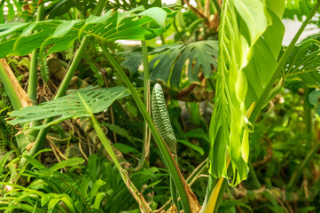 真夏のフラワーパーク