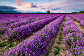 Naklejka na ściany i meble Splendid lavender field