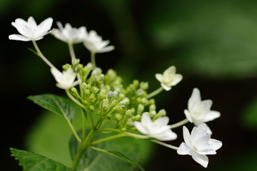 白い額紫陽花のクローズアップ