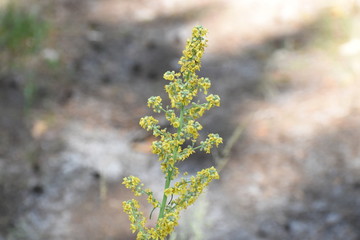 Glade of different flowers and grass, ears of grass are many greens, wildlife in the forest