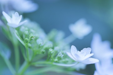 白い額紫陽花のクローズアップ