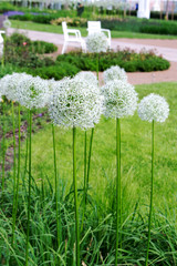 Landscape composition with blooming decorative bow in the Park