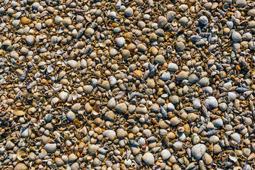 Ground surface covered with sea shells.