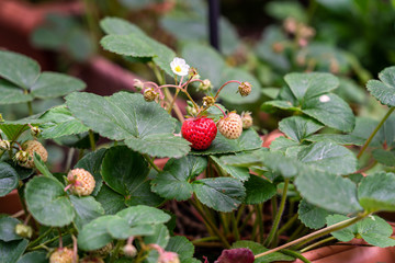 strawberries variety Mieze Schindler in different ripening stages, Fragaria ananassa.