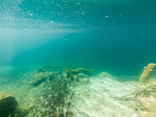 Fototapeta na wymiar Underwater view of flora and fauna in fresh water lake.