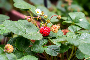 red and green strawberries of the strawberry variety mieze schindler