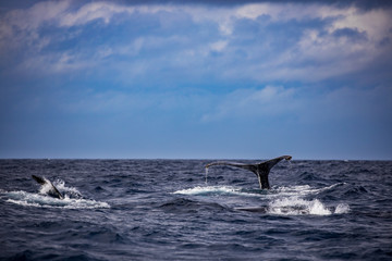 ザトウクジラ　小笠原