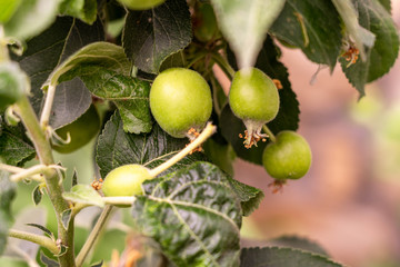 small apples hanging on columns apple tree variety malus in june